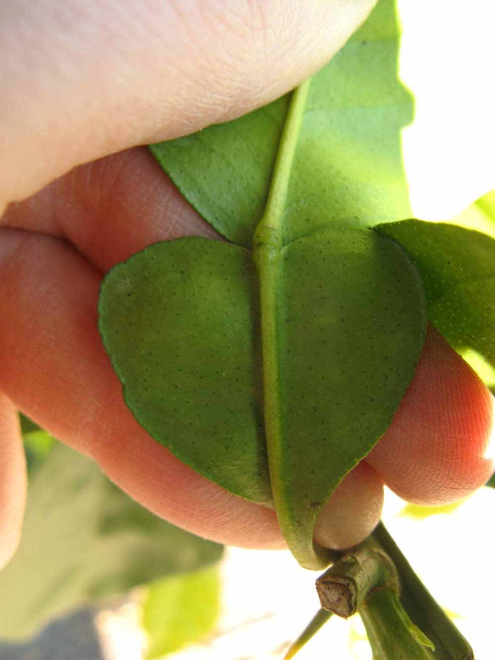              Petiole (Winter Haven, FL)       